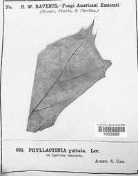 Phyllactinia guttata image